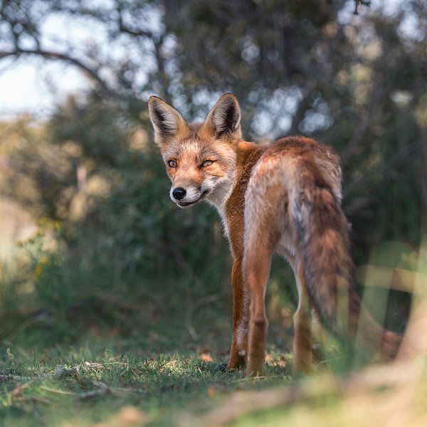 Gorgeous fox in the dunes by Jolanda Aalbers
