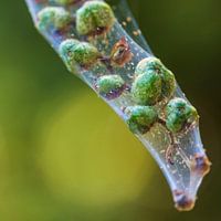 Samenkapseln der Crocosmia in einem Netz.