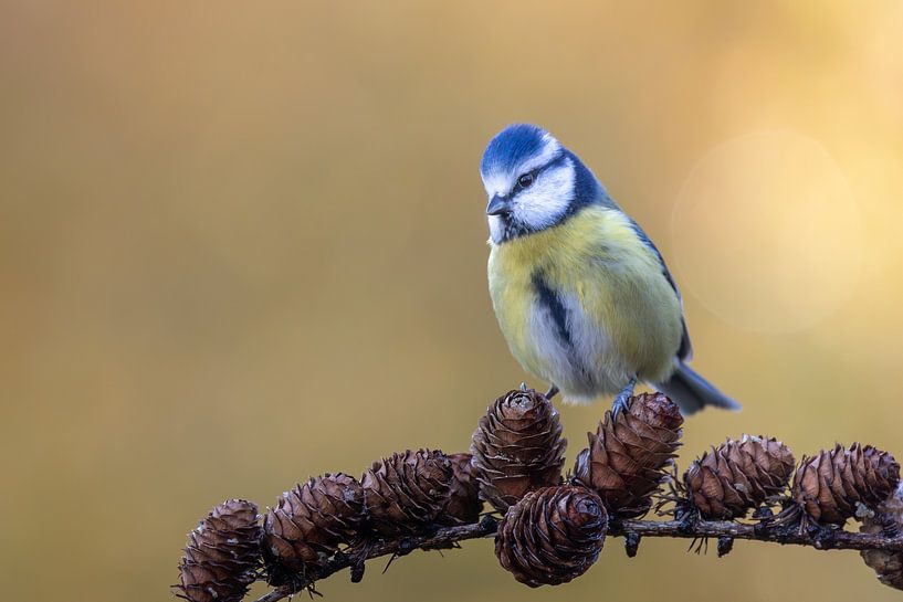 Blue tit on larchs by Jasper Kok