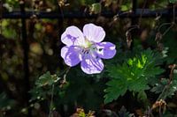 Lumière du soleil à travers une fleur