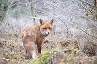 Renard des landes à maturité.