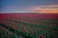 Tulpenveld in Schagen