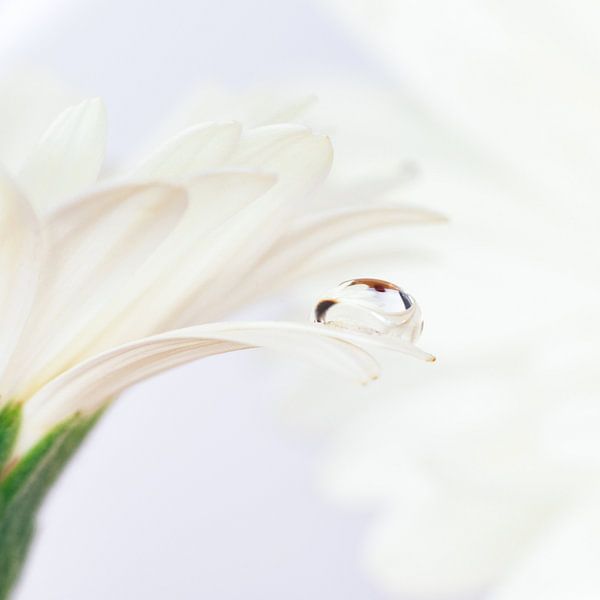 Druppel op witte Gerbera par Jenco van Zalk
