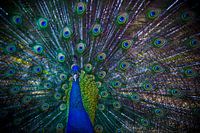 Pauw in volle glorie