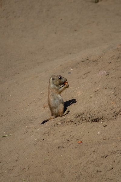 A little prairie dog by Selwyn Smeets - SaSmeets Photography