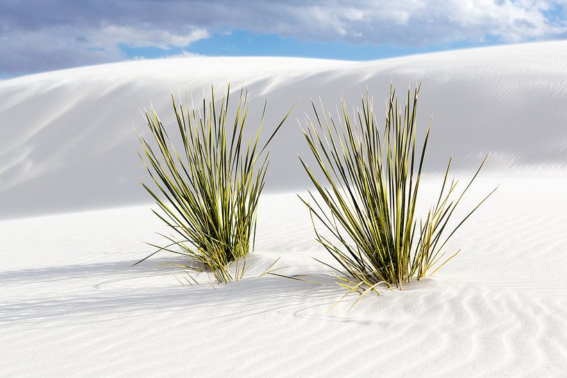 Gipskristallen zandduinen in White Sands National Monument - New Mexico von Guido Reijmers