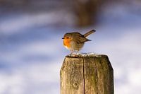 Un rouge-gorge sur un poteau