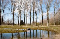 Gespiegelte Bäume - Vorfrühling - in Puyenbroeck, Flandern, Belgien