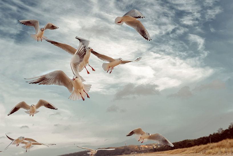 Zeemeeuwen van Carola Meyer