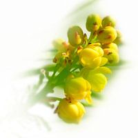 soft yellow flowers