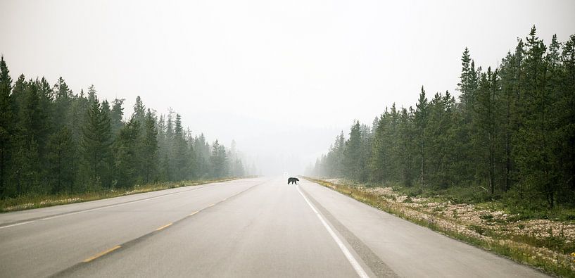 Ours de passage à niveau dans le parc national Banff par Emile Kaihatu