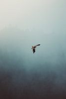 Bird of prey in the fog