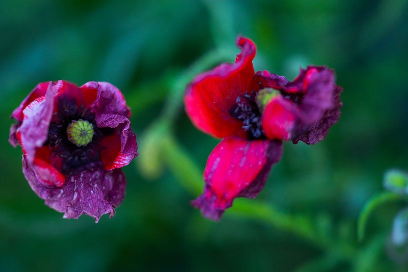 Es ist vorbei. von peterheinspictures