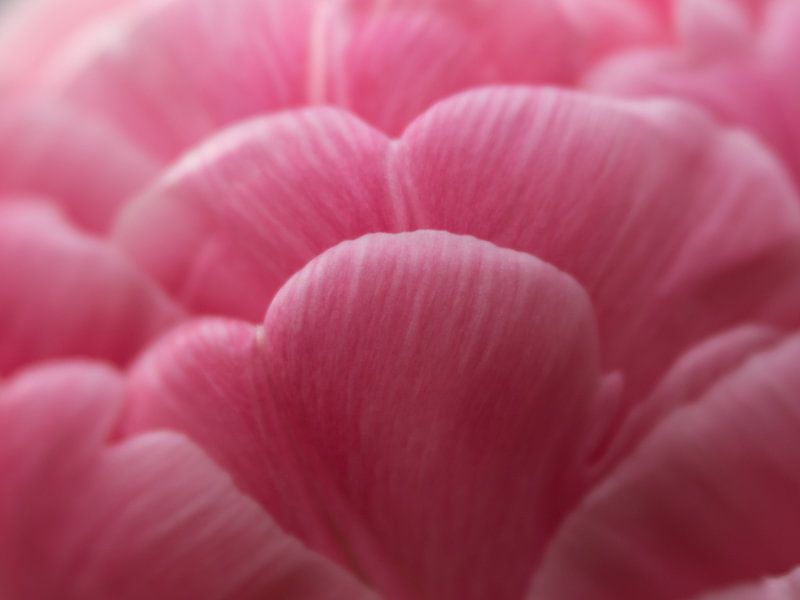 Roze  par Wendy Drent