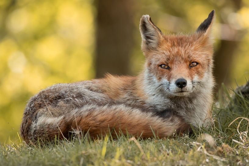 Après-midi tranquille - renard par Steffie van der Putten