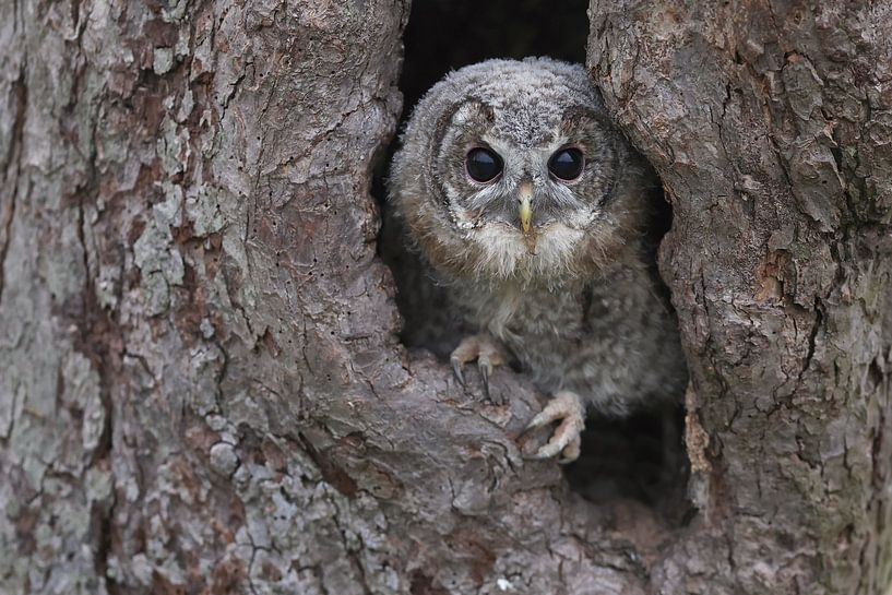 Waldkauz (Strix aluco) von Ronald Pol