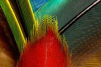 Colorful feathers
