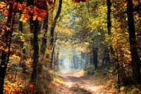 autumn in all its colours