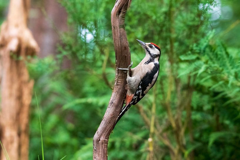 Pic épeiche par Merijn Loch