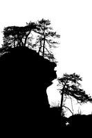 Bomen in silhouet