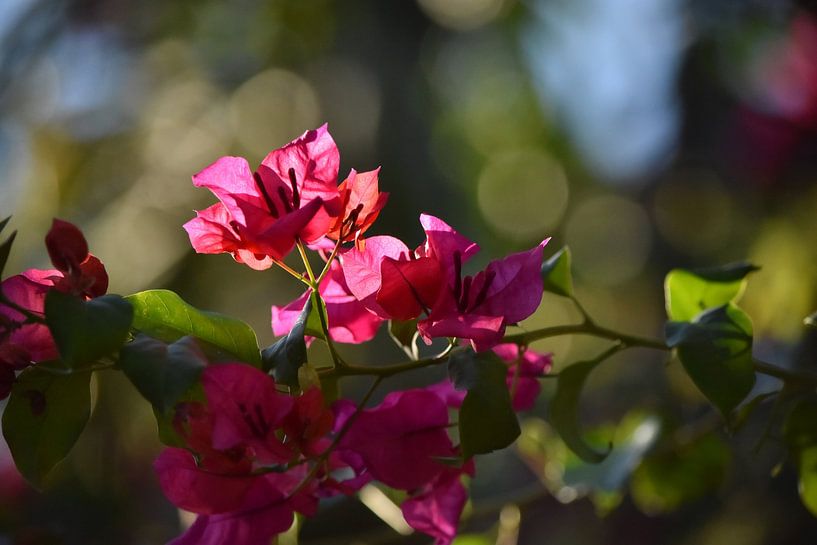 Bloemen in Mexico van Daisy Gubbels
