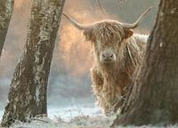 Schotse hooglander in het eerste zonlicht.