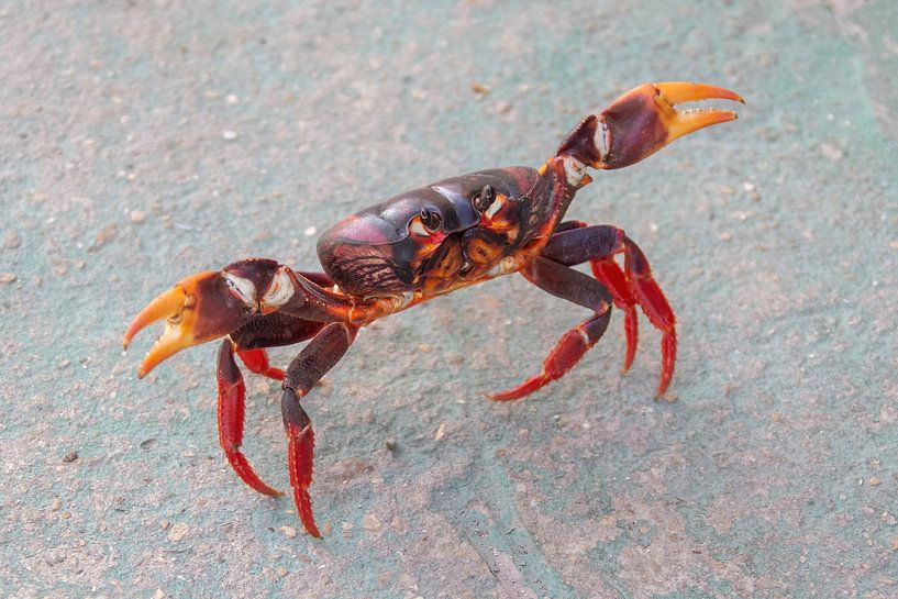 Crabe de terre cubain têtu, fièrement avec ses pinces en l'air. par De wereld door de ogen van Hictures