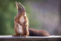 Squirrel, at the first morning sun