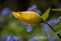 La tulipe jaune des forêts