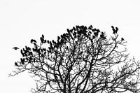 Stare schwärmen aus