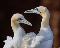 Ein Paar Basstölpel