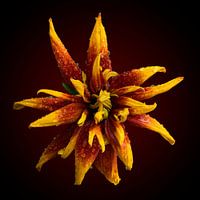 a wet Helenium flower