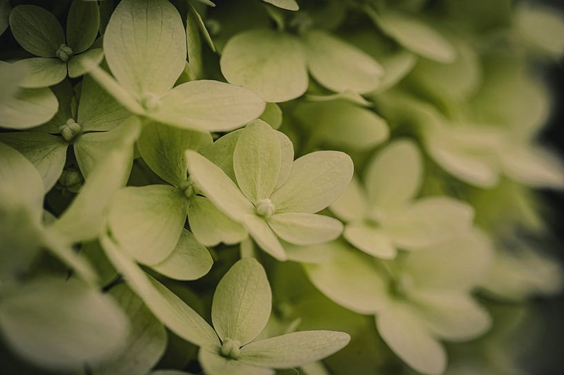 Die schönen gelben Blüten der Hortensie. von Robby's fotografie