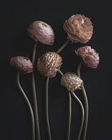 Soft still life ranunculus