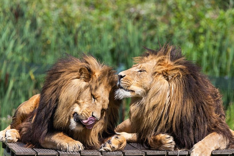 Löwen von henk bouwhuis