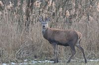 Red deer Oostvaardersplassen