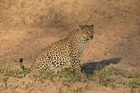 Luipaard in gouden ochtendlicht