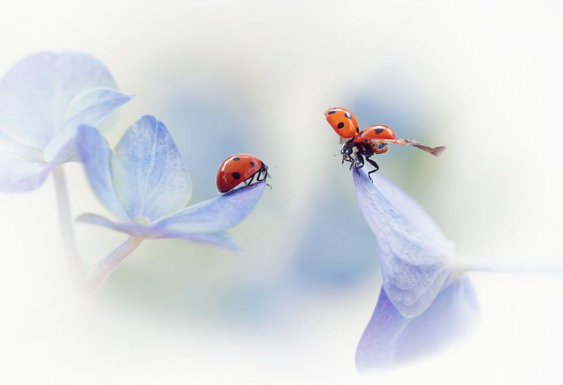 Onthoud mij.... van Ellen van Deelen