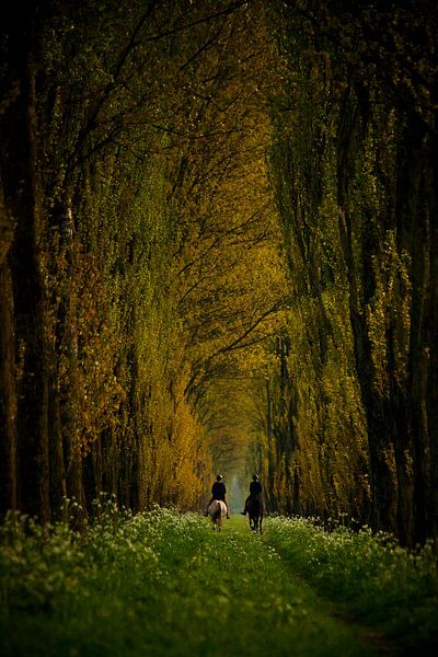 Elema's Kröte von Titus van 't Veer