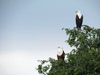 male and female sea eagle