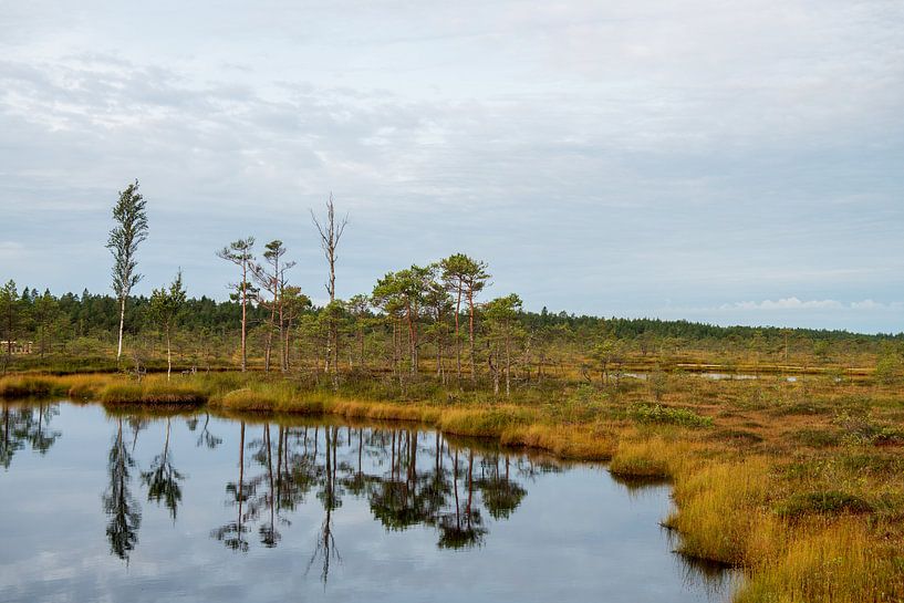 Le parc naturel de Soomaa en Estonie par Ellis Peeters