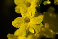 winter jasmine
