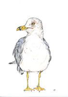 Darf ich vorstellen: Fred!