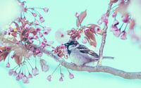 Sparrow between the cherry blossom No. 2
