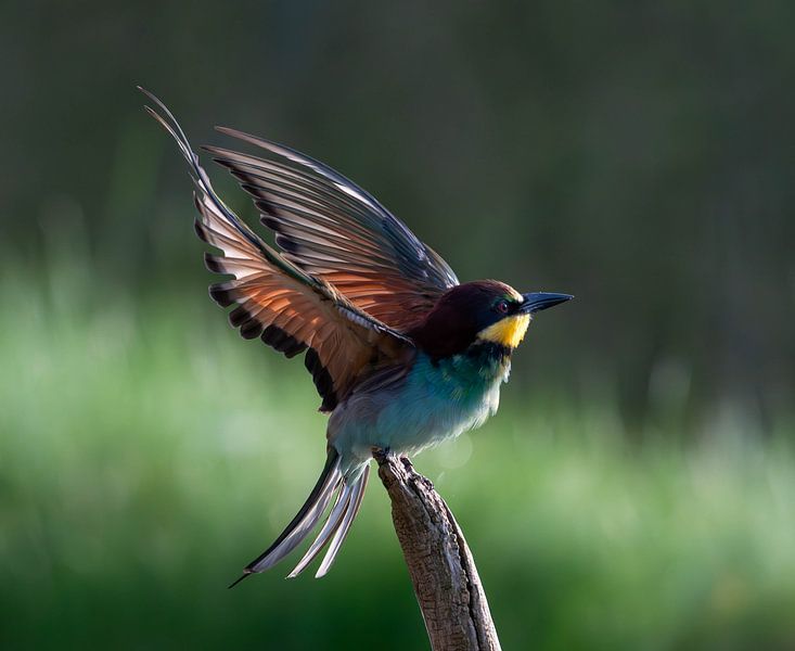 Wings of Summer Light by willem bazelmans
