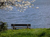 Un banc au bord de l'eau au printemps