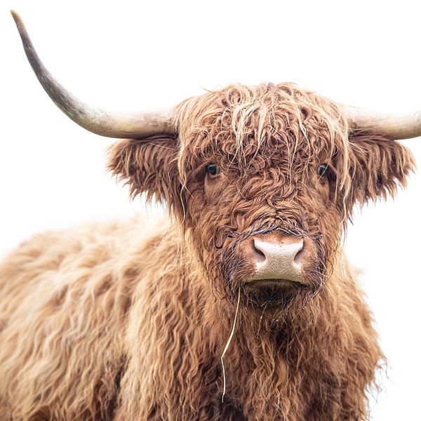 Schottischer Highlander von Karel Ton