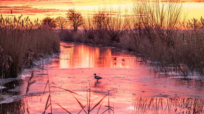 Ente auf 1 Nacht Eis im Feuer rote Abendsonne von piet douma