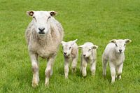 Sheep with lambs
