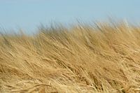 De oogst voor de nazomer.